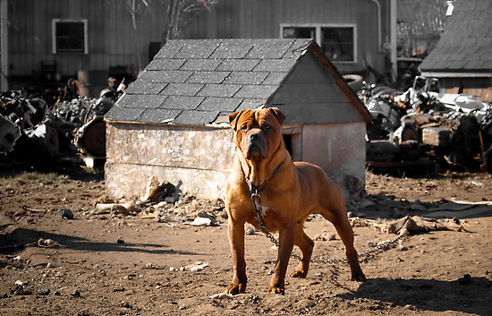 Scrap Yard Dog Junk Yard